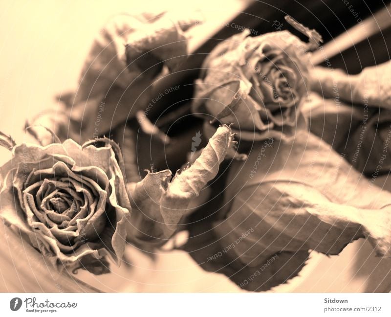 dryrose Rose getrocknet Blume Dinge Sepia