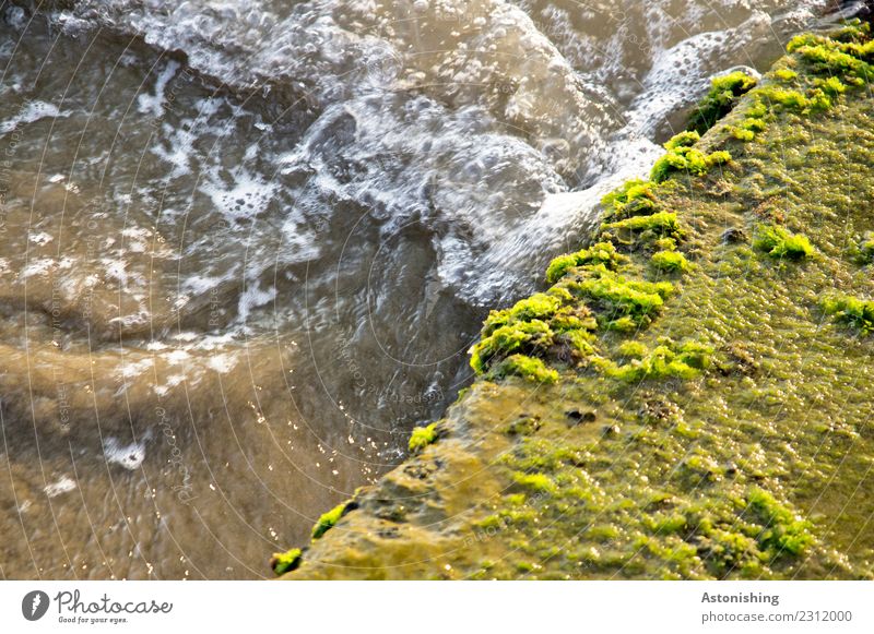 braunes Meer Umwelt Natur Wasser Pflanze Moos Albanien Stein nass gelb grün dreckig Farbfoto mehrfarbig Außenaufnahme Detailaufnahme Menschenleer Tag