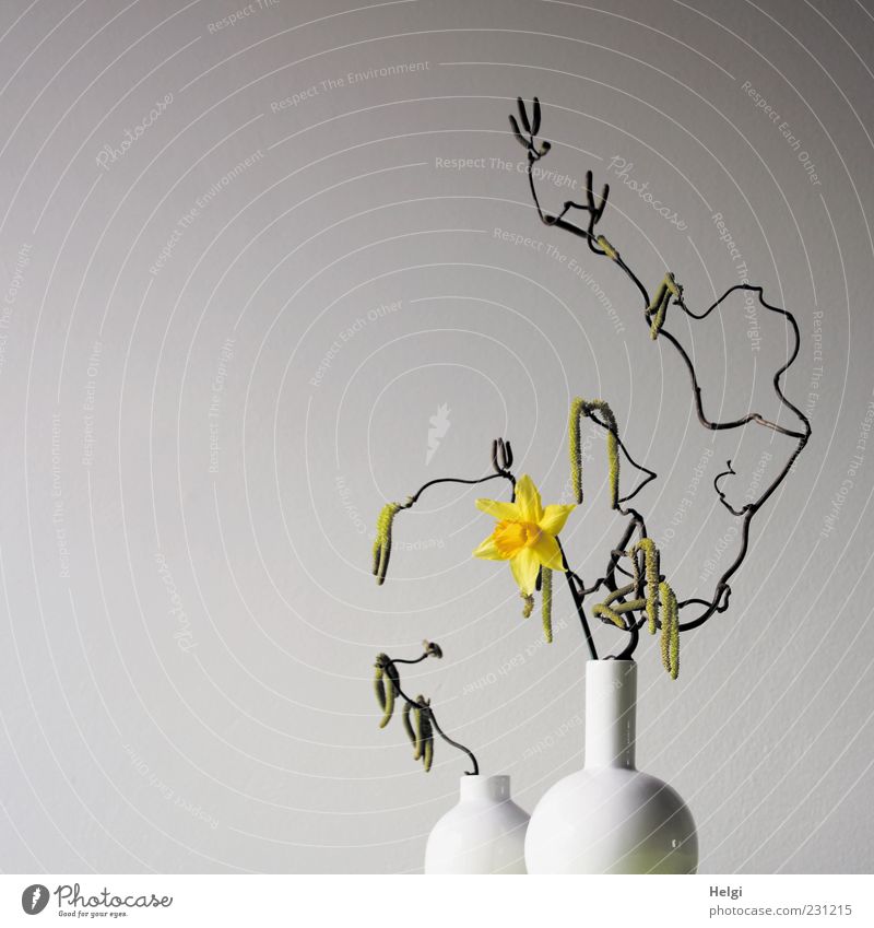 zwei weiße Blumenvasen mit Kringelzweigen einer Haselnuss und blühender gelber Narzisse vor weißem Hintergrund Pflanze Frühling Blüte Narzissen Gelbe Narzisse