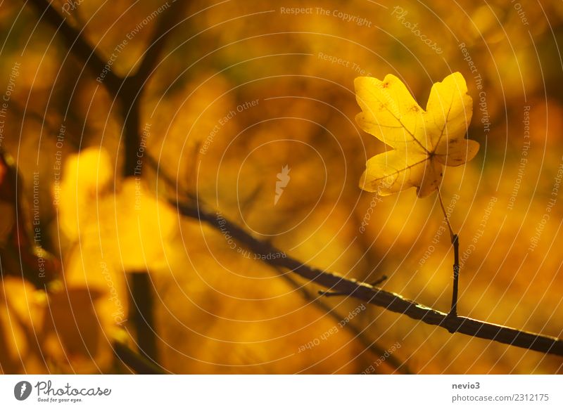 Gelbes Herbstblatt im Sonnenlicht Umwelt Natur Pflanze Baum Blatt Garten Park Wald gelb gold Herbstlaub herbstlich Herbstwald Herbstlandschaft Herbstfärbung Ast