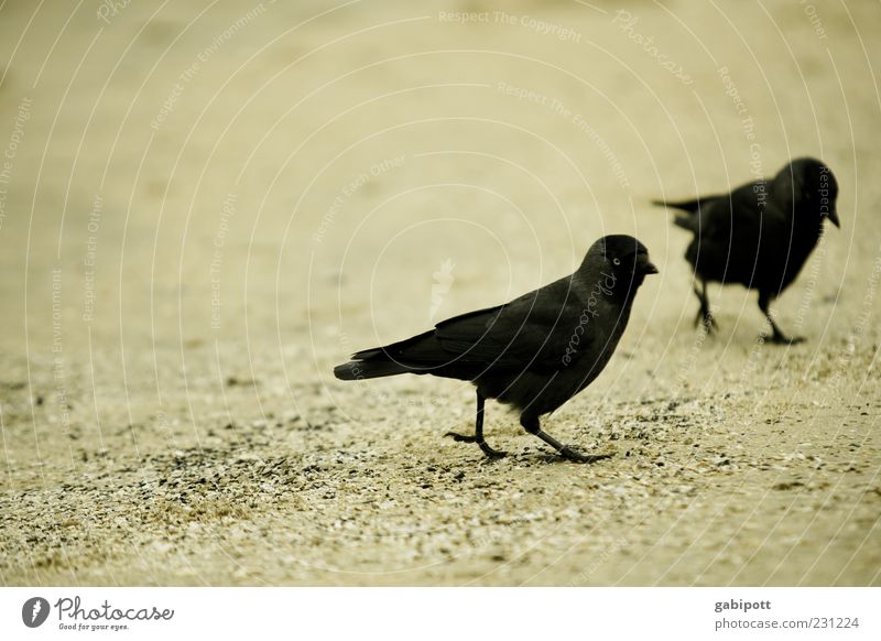Strand-Dohlen Tier Vogel 2 Tierpaar laufen schwarz Zusammensein Bewegung Feder gefiedert Rabenvögel Krähe Schnabel gehen Sand Außenaufnahme Nahaufnahme