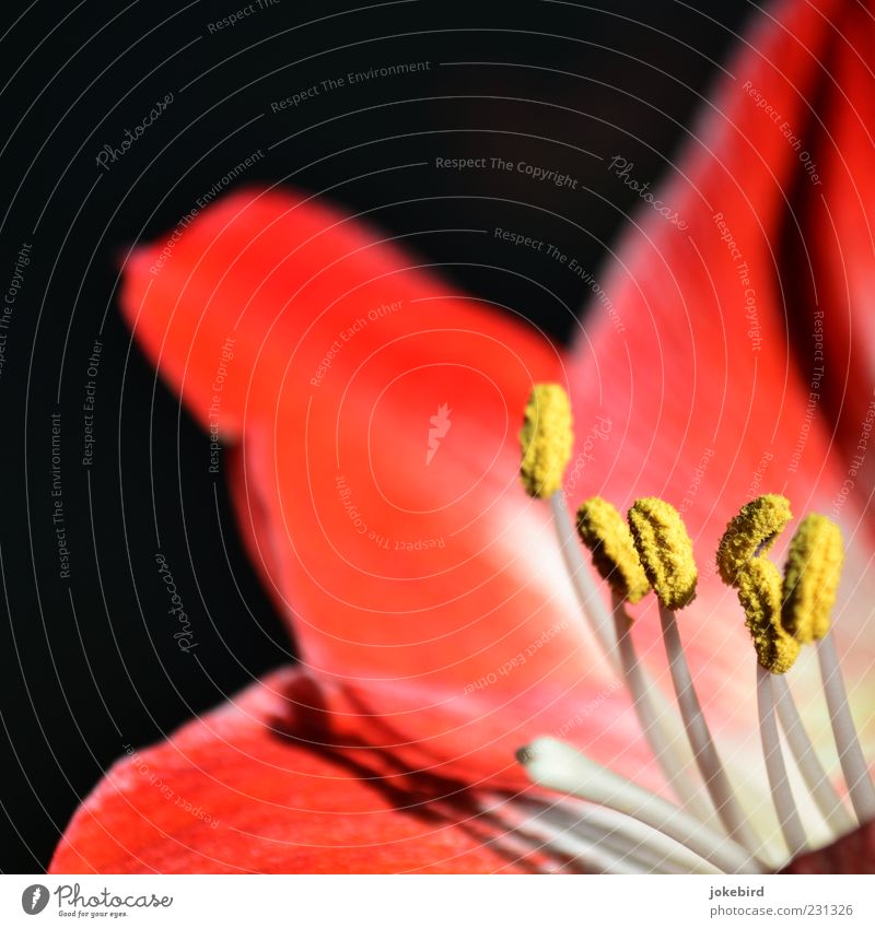 Ritterstern Pflanze Blüte Staubfäden Pollen Blütenblatt Blütenpflanze Amaryllisgewächse gelb rot schwarz weiß zart mehrfarbig Innenaufnahme Menschenleer