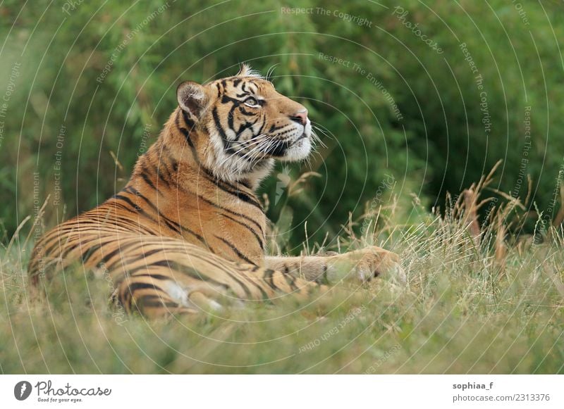 Sibirischer Tiger im Gras liegend, den Kopf hebend und entspannend, Zoobesuch Lügen entspannt wild Kühlung Tier Tierpark Feld anluven gefährdet Wildkatze Tiere