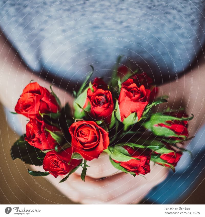 rote Rosen zum Valentinstag Freude Frau Erwachsene Freundschaft Hand Blume festhalten Liebe Gefühle Frühlingsgefühle Termin & Datum Verabredung Geschenk