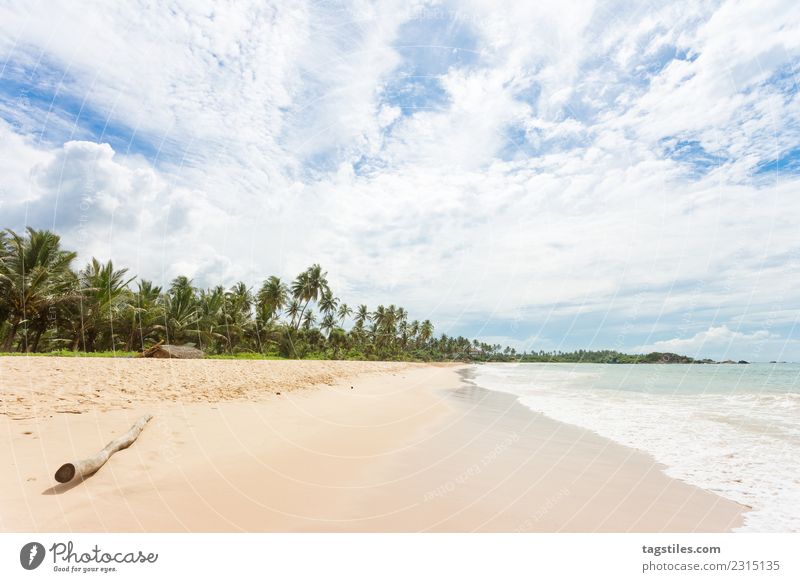 Ein Holzast am Strand von Balapitiya Asien fantastisch Bucht Ast ruhig Windstille beruhigend Küste verträumt Idylle erleuchten Landschaft Natur Meer Palme rein