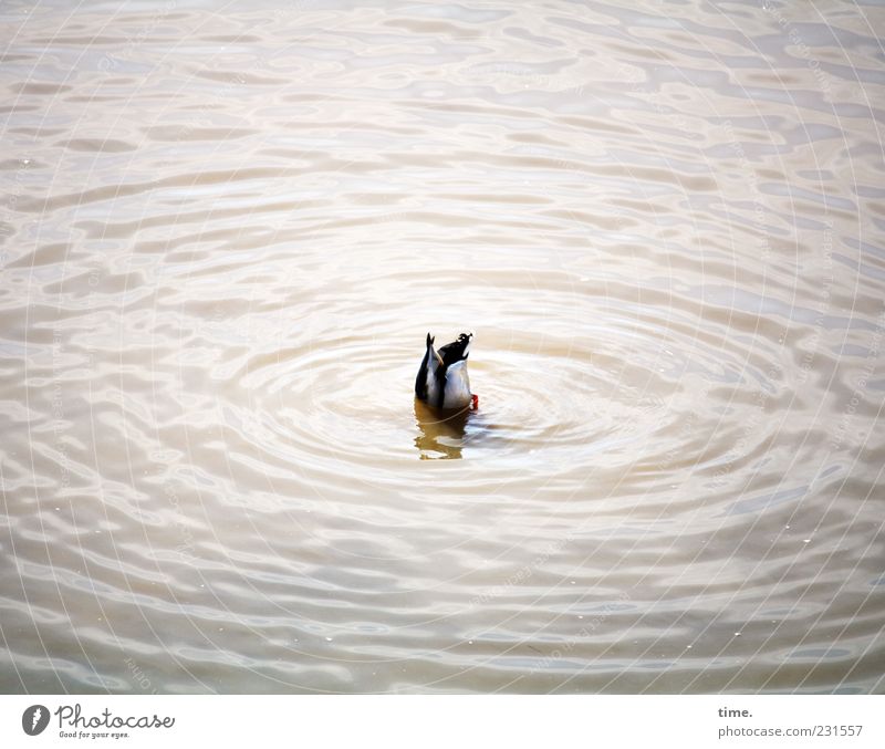 Looking For Adventure Wellen tauchen Tier Wasser Vogel Ente 1 füttern Jagd Bewegung Freude Kraft Problemlösung Mittelpunkt Natur Selbstständigkeit Überleben