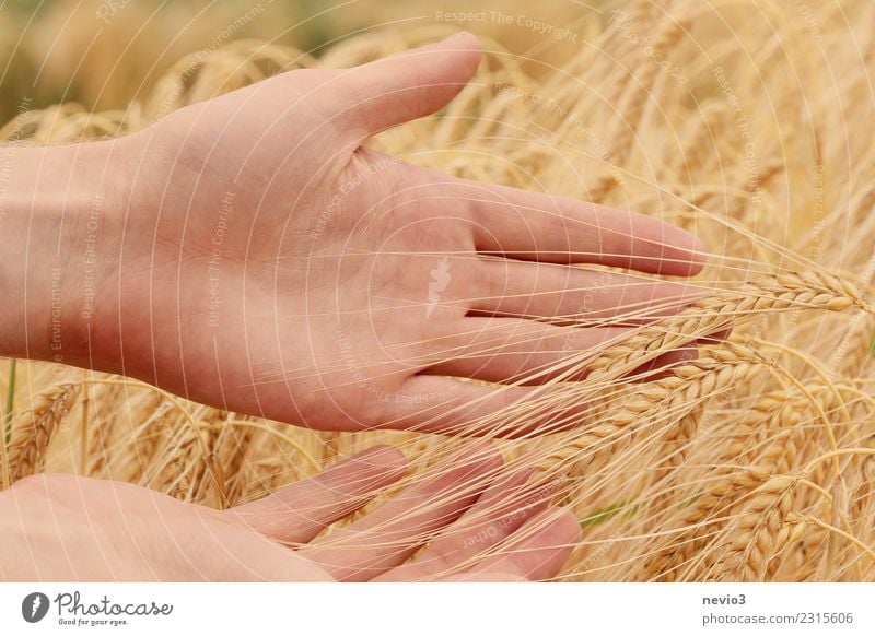 Gerstenähren in den Händen eines Landwirts Sommer Landwirtschaft Forstwirtschaft Handwerk Mensch maskulin Arme 1 Umwelt Natur Pflanze Nutzpflanze Wiese Feld