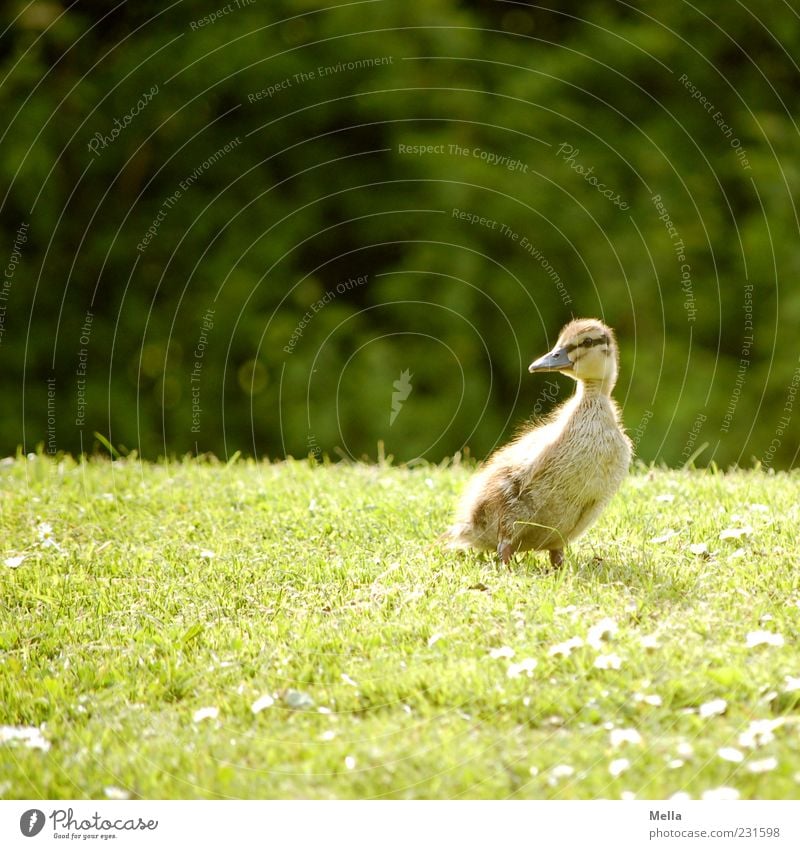 Ja, is denn scho' Ostern? Umwelt Natur Tier Frühling Gras Wiese Vogel Ente Entenküken Küken 1 Blick stehen klein natürlich niedlich grün Farbfoto Außenaufnahme
