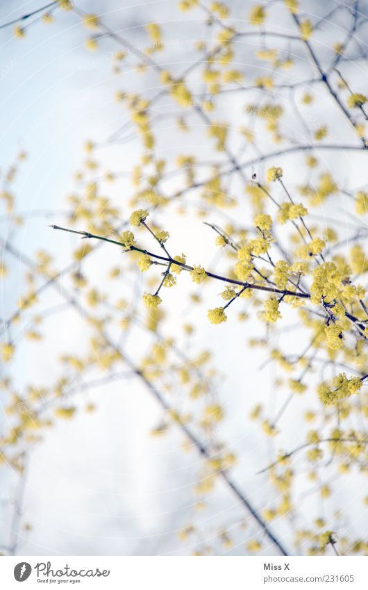 Früüüühling Himmel Frühling Schönes Wetter Pflanze Baum Blüte Blühend Duft Wachstum hell gelb Frühlingsfarbe Farbfoto mehrfarbig Außenaufnahme Nahaufnahme