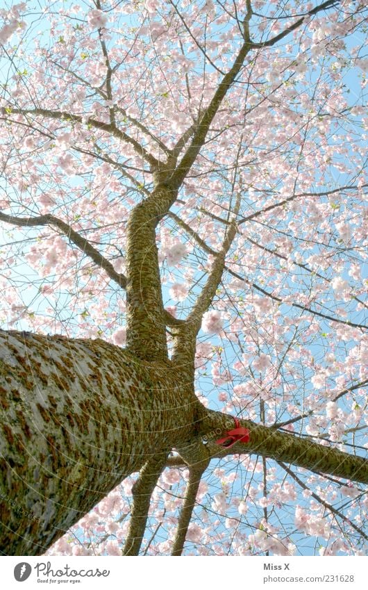 Kirschbaum Natur Wolkenloser Himmel Frühling Schönes Wetter Baum Blatt Blüte Blühend Duft Wachstum groß rosa Ast Zweige u. Äste Kirschblüten Zierkirsche