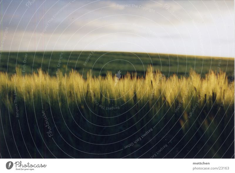 ein kornfeld Feld Hügel Abenddämmerung Licht Getreide Korn
