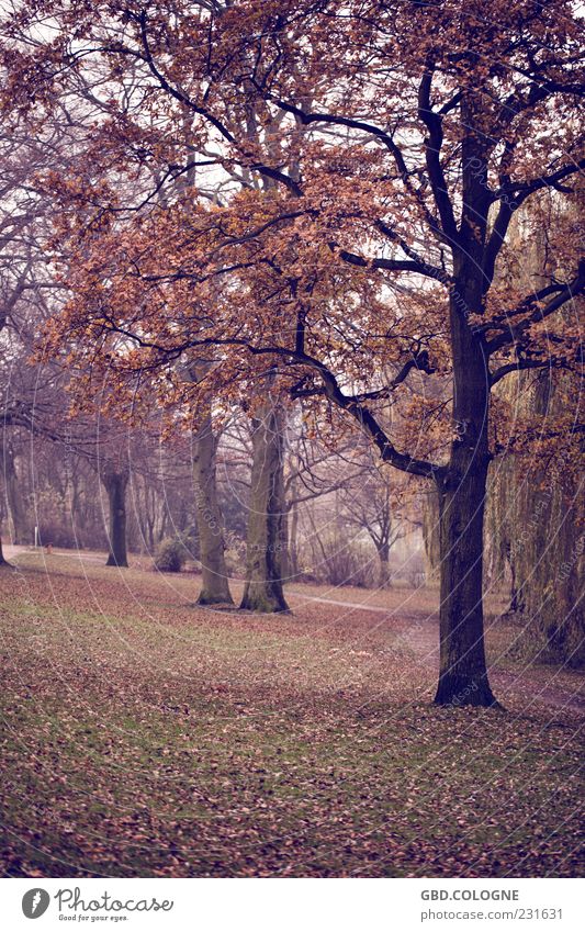 Herbstwald Natur Landschaft schlechtes Wetter Nebel Baum dunkel gruselig kalt natürlich trist braun Gefühle Stimmung Traurigkeit Einsamkeit nachhaltig