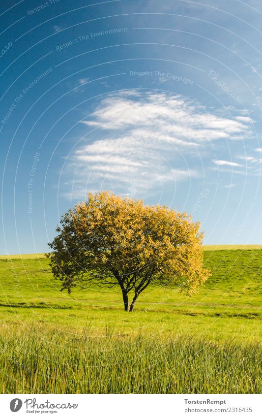 Tree Sommer Natur Landschaft Wolken Baum Wiese blau Ausblick Aussicht deutschland himmel Thüringen Thüringer Wald Farbfoto Außenaufnahme Menschenleer Tag