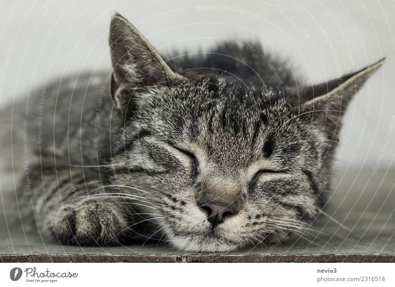 Schlafende getigerte Katze Tier Haustier Nutztier Tiergesicht Fell Krallen Pfote 1 liegen schlafen schön braun grau Zufriedenheit Erholung Glück Tigerfellmuster
