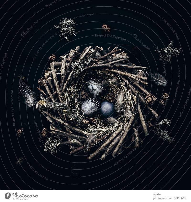 Das Nest Ostern Holz ästhetisch blau braun schwarz Frühlingsgefühle Vorfreude Feder Osternest Osterei Ei Flechten Tradition Suche finden Stroh Saison Farbfoto