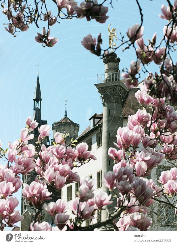 Stuttgart im Frühling Natur Pflanze Himmel Baum Turm Sehenswürdigkeit Denkmal alt rosa Magnolienbaum Magnolienblüte Magnoliengewächse niedlich Durchblick