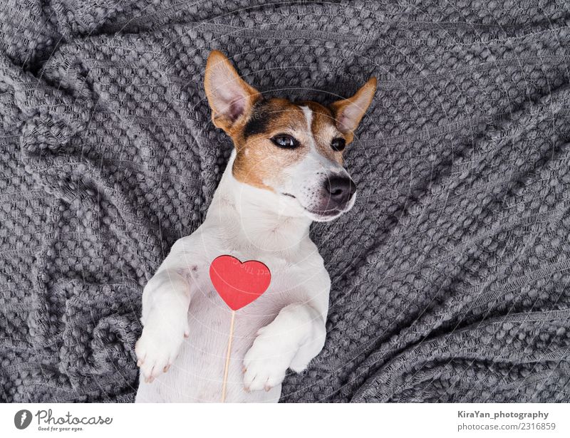 Liebenswerter Hund mit rotem Herzen Lifestyle Valentinstag Geburtstag Familie & Verwandtschaft Freundschaft Tier Haustier machen klein lustig niedlich oben klug