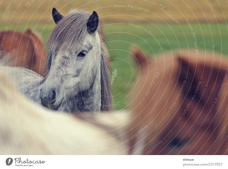 Isländer Insel Island Pferd Schimmel Island Ponys Kleinpferd Mähne Ohr Nüstern Kommunizieren Blick stehen elegant schön Glück Zufriedenheit Vertrauen Tierliebe