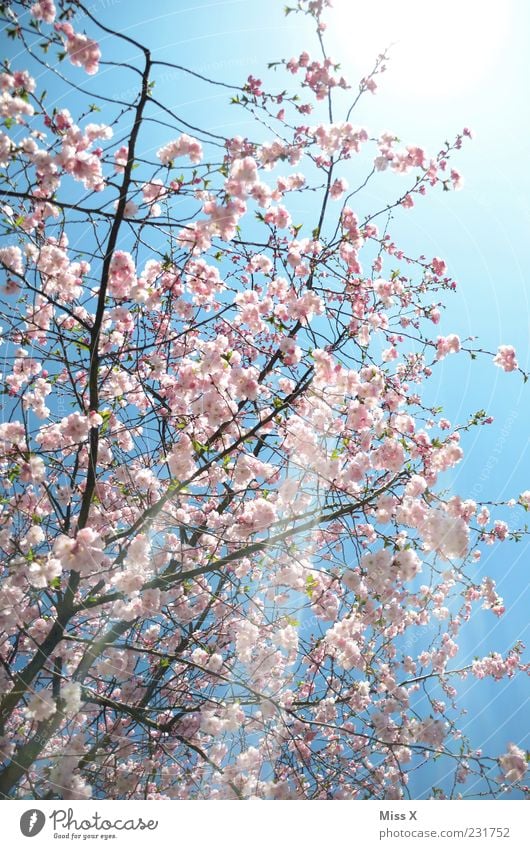 Sonnenschein Natur Frühling Wetter Schönes Wetter Baum Blüte Blühend Duft hell positiv rosa Frühlingstag Zierkirsche Kirschbaum Kirschblüten Farbfoto mehrfarbig