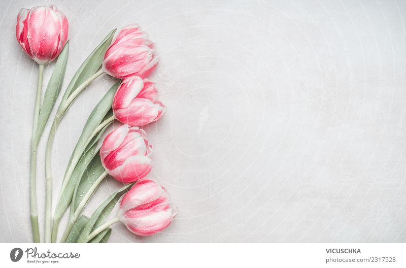 Pastell rosa Tulpen Stil Design Feste & Feiern Muttertag Hochzeit Geburtstag Natur Pflanze Frühling Blume Dekoration & Verzierung Blumenstrauß Liebe