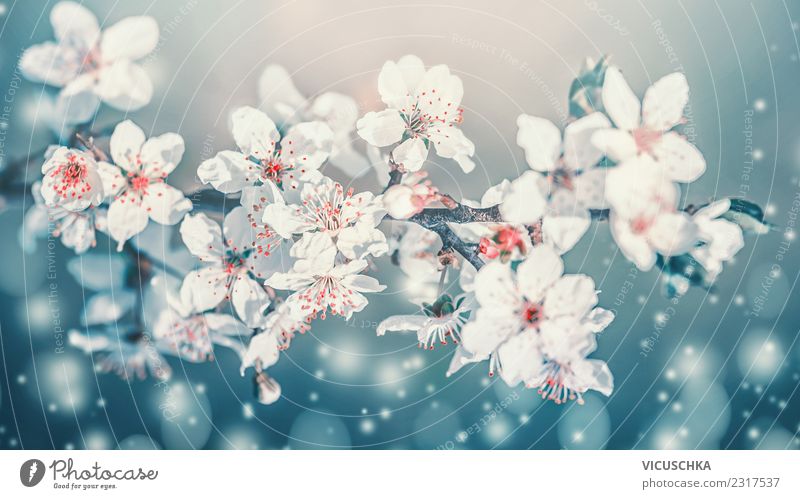 Schöne Frühlingsblüten Nahaufnahme Lifestyle Design Garten Natur Pflanze Himmel Schönes Wetter Blüte Park Blumenstrauß Blühend blau türkis weiß Kirschblüten