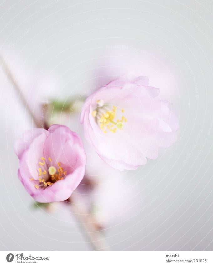 ein Hauch Frühling Natur Pflanze Blume Blüte rosa Kirschblüten zart Weiche Unschärfe Nahaufnahme Schwache Tiefenschärfe Textfreiraum oben Farbfoto