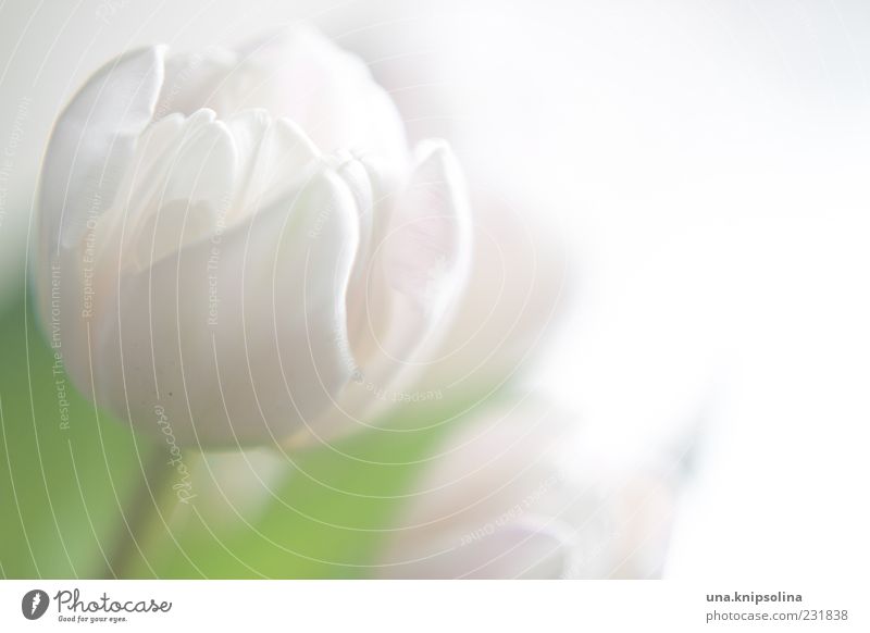 weiß Blume Tulpe Blüte Blühend grün zart Blütenblatt Unschärfe Textfreiraum rechts Farbfoto Gedeckte Farben Nahaufnahme Menschenleer Licht Gegenlicht