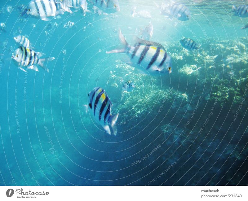 schwimmst du öfter hier? Sommer Meer Wasser Riff Korallenriff Rotes Meer Fisch Tiergruppe Schwarm Schwimmen & Baden tauchen hell nass blau mehrfarbig