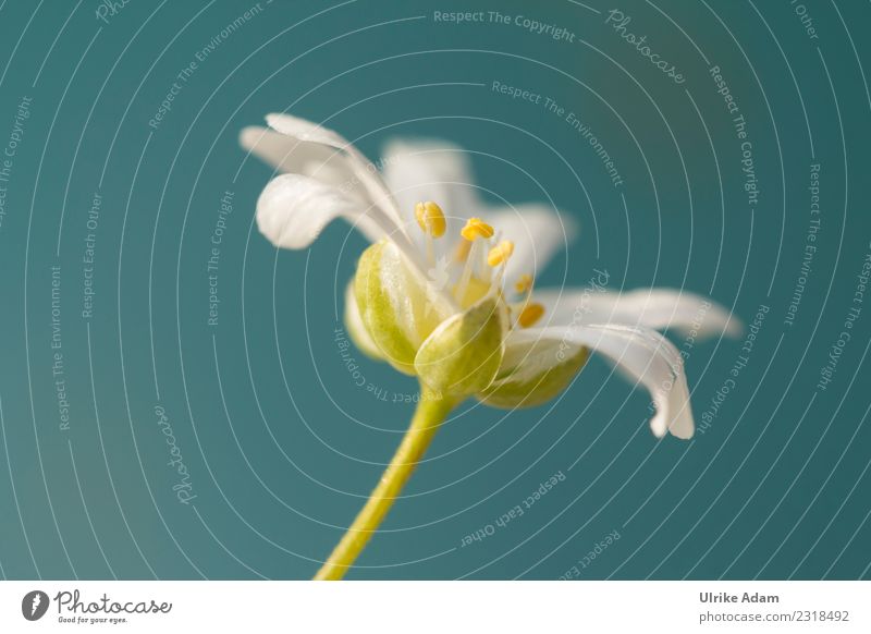 Blüte der Sternmiere (Stellaria) elegant schön Erholung Meditation Tapete Bild Muttertag Ostern Hochzeit Geburtstag Taufe Natur Pflanze Frühling Sommer Blume
