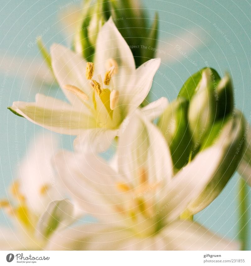 sparkling spring Umwelt Natur Pflanze Frühling Blume Blüte Blühend Wachstum ästhetisch weiß Blütenknospen Blütenstempel Pflanzenteile Blütenblatt Stern (Symbol)