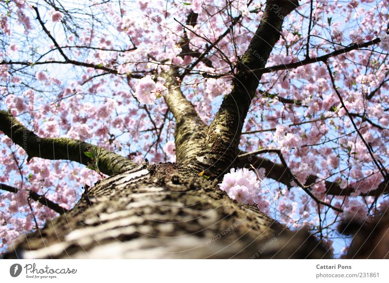 cherry blossom Natur Pflanze Baum Blatt Blüte Blühend Wachstum schön rosa Frühlingsgefühle Baumrinde Holz Baumstamm Kirschblüten frisch hell Farbfoto Tag