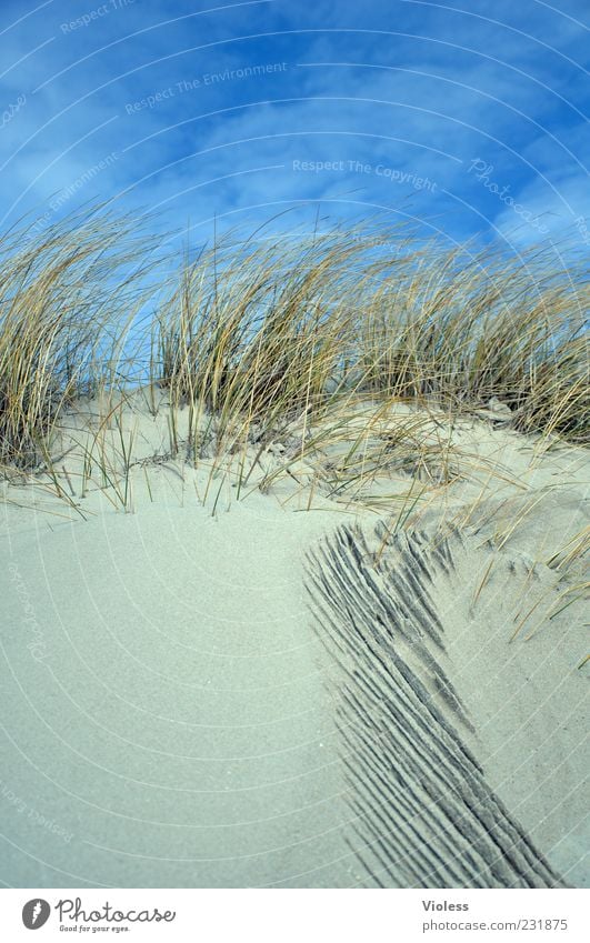 Spiekeroog wir kommen Wohlgefühl Ferien & Urlaub & Reisen Tourismus Strand Natur Sand Himmel Schönes Wetter Gras Nordsee Erholung blau Stranddüne Dünengras
