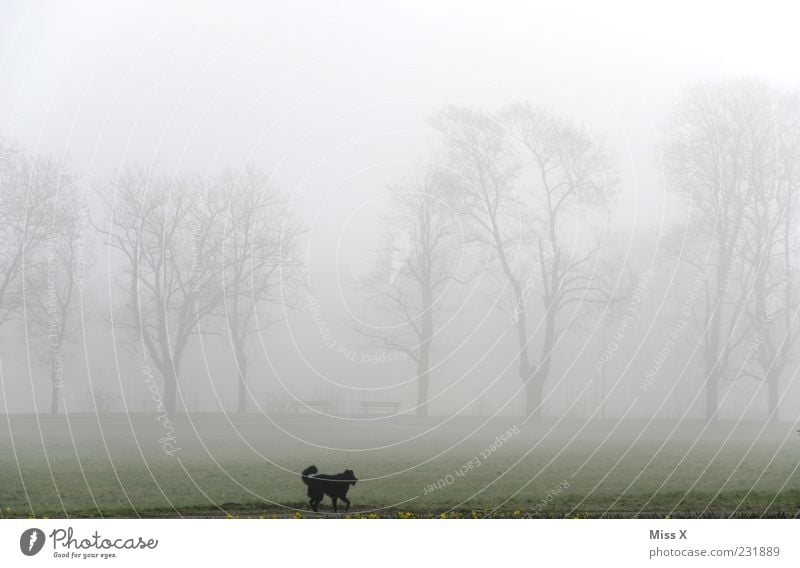 Wauzi im Nebel Natur Landschaft Wetter schlechtes Wetter Baum Park Wiese Haustier Hund 1 Tier rennen dunkel kalt Spaziergang Spazierweg Gassi gehen trüb Allee