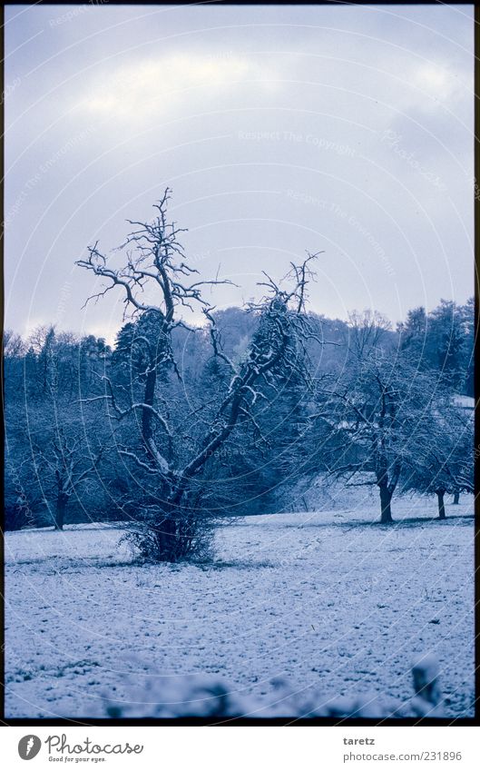 Winterruhe Schnee Wiese alt dunkel kalt Schneedecke blau Schneelandschaft Romantik ruhig eigenwillig verwurzelt knotig Baum Farbfoto Gedeckte Farben