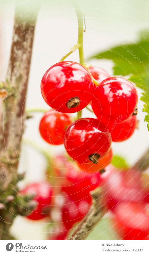 Sommer - Sonne - Beerenzeit Frucht Johannisbeeren Bioprodukte Vegetarische Ernährung Lifestyle Gesundheit Gesunde Ernährung Dekoration & Verzierung Tapete Küche