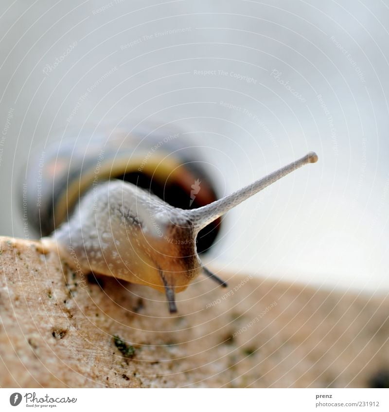 Eine kleine Schnecke Umwelt Natur Tier Mauer Wand 1 Stein weich blau braun Fühler Weichtier krabbeln Schneckenhaus Linie Farbfoto Außenaufnahme Nahaufnahme