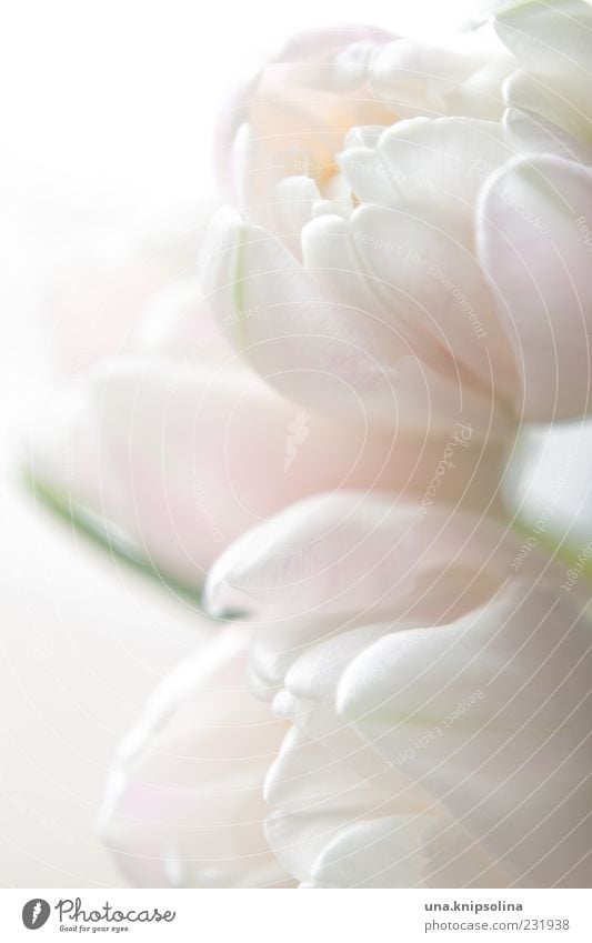 zart Natur Pflanze Frühling Blume Tulpe Blüte Blühend hell rosa weiß Blütenblatt Farbfoto Gedeckte Farben Nahaufnahme Detailaufnahme Menschenleer