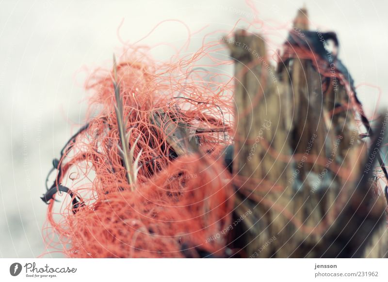 der rote Faden Umwelt Natur Holz chaotisch Umweltverschmutzung Schnur durcheinander Kunststoff Fundstück Strandgut dreckig Knoten unordentlich Farbfoto