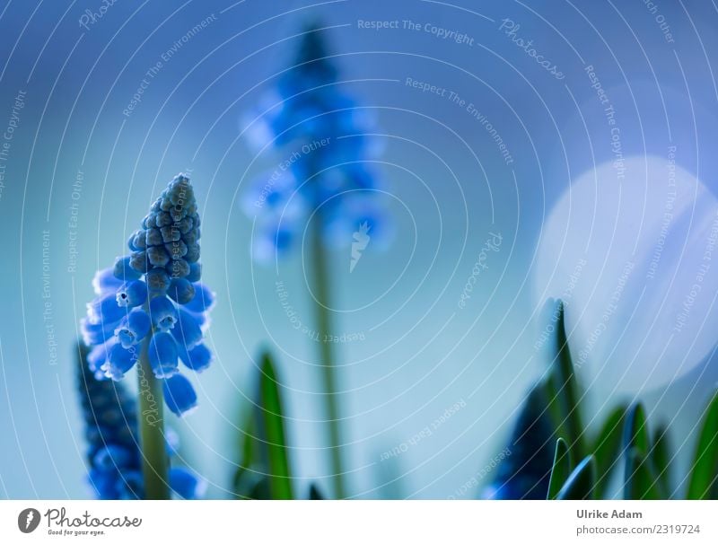 Frühling - Makro Blüten der blauen Traubenhyazinthen (Muscari) Leben harmonisch Wohlgefühl Zufriedenheit Erholung ruhig Meditation Tapete Ostern Natur Pflanze