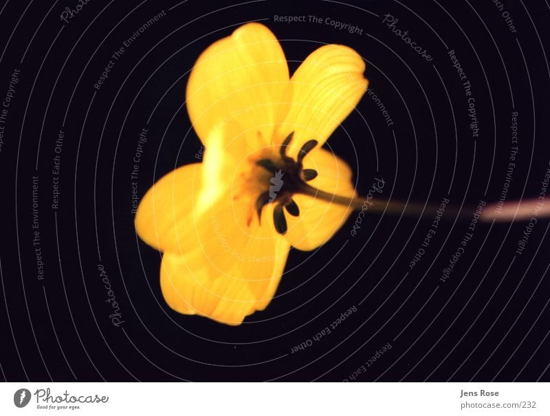 leuchtende Blüte gelb Sonne Makroaufnahme