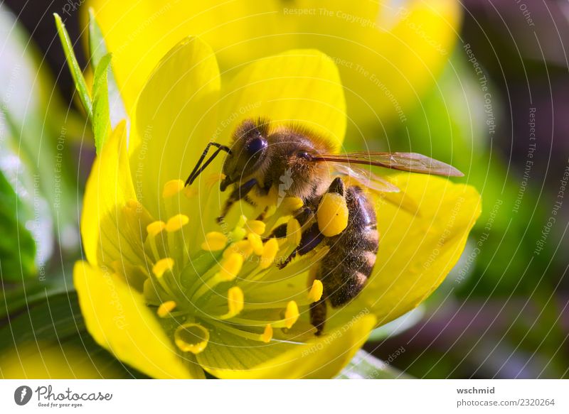 Biene auf gelbem Winterling Umwelt Natur Pflanze Tier Frühling Blume Blüte Wildpflanze Winterlinge Garten Wiese Wildtier 1 Arbeit & Erwerbstätigkeit Essen