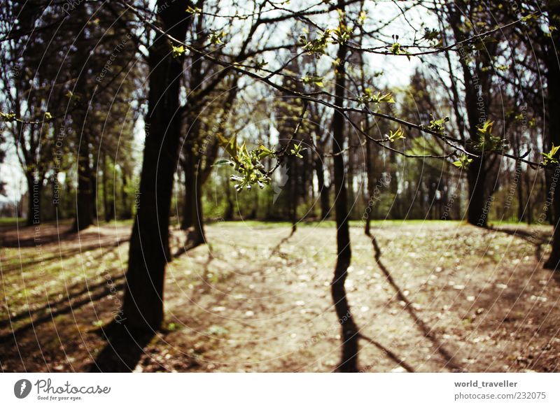 Frühlingsgefühle. Natur Sonne Baum Blatt Wald alt Denken genießen Wachstum schön natürlich wild grün Warmherzigkeit friedlich einzigartig Frieden Leben Umwelt