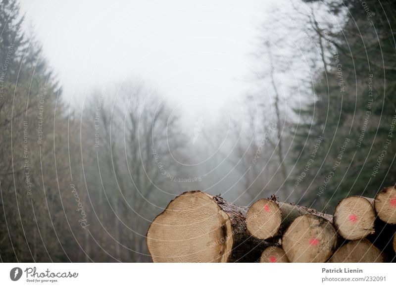 Holz vor der Hütte Umwelt Natur Landschaft Pflanze Urelemente Nebel Baum Nutzpflanze Wald kalt Stimmung Baumstamm Forstwirtschaft Forstwald Nebelschleier