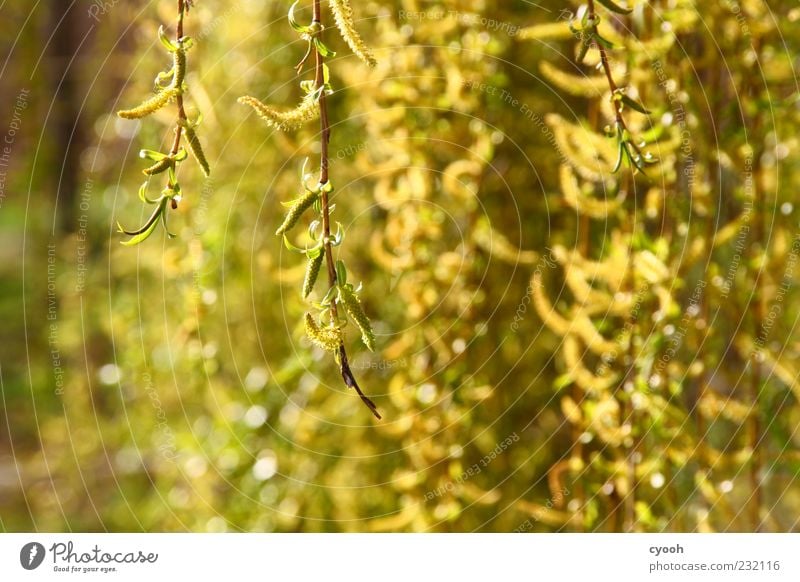 gold Pflanze Sonnenlicht Frühling Schönes Wetter Baum Blühend hängen leuchten Wachstum frisch gelb grün Weide Ast Farbfoto Außenaufnahme Strukturen & Formen Tag