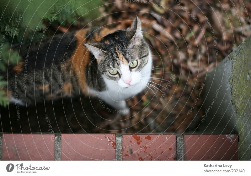 Vorgarten-Drama Tier Haustier Katze 1 beobachten authentisch klein natürlich Neugier weich braun grün weiß Wachsamkeit Überraschung gefährlich Stress