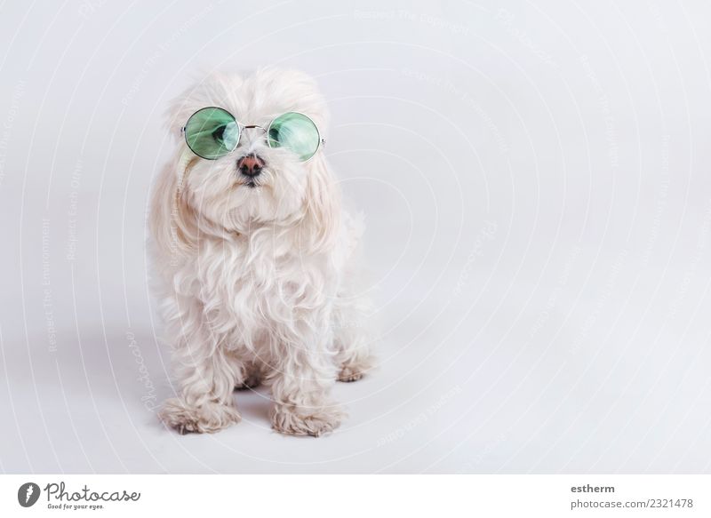 lustiger Hund mit Sonnenbrille auf weißem Hintergrund Accessoire Tier Haustier 1 Fitness Freundlichkeit Fröhlichkeit kuschlig Warmherzigkeit Sympathie