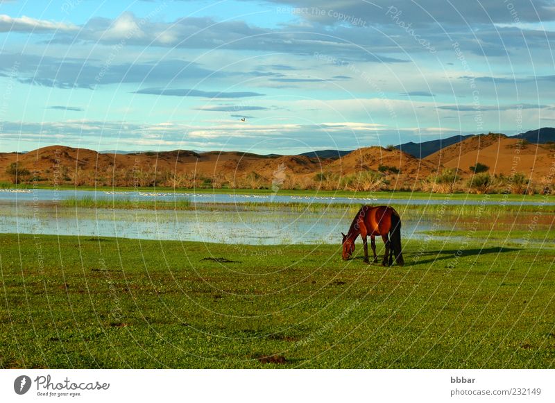 Landschaft eines einzelnen Pferdes auf der Wiese Ferien & Urlaub & Reisen Sightseeing Berge u. Gebirge Umwelt Natur Tier Wasser Himmel Wolken Sommer