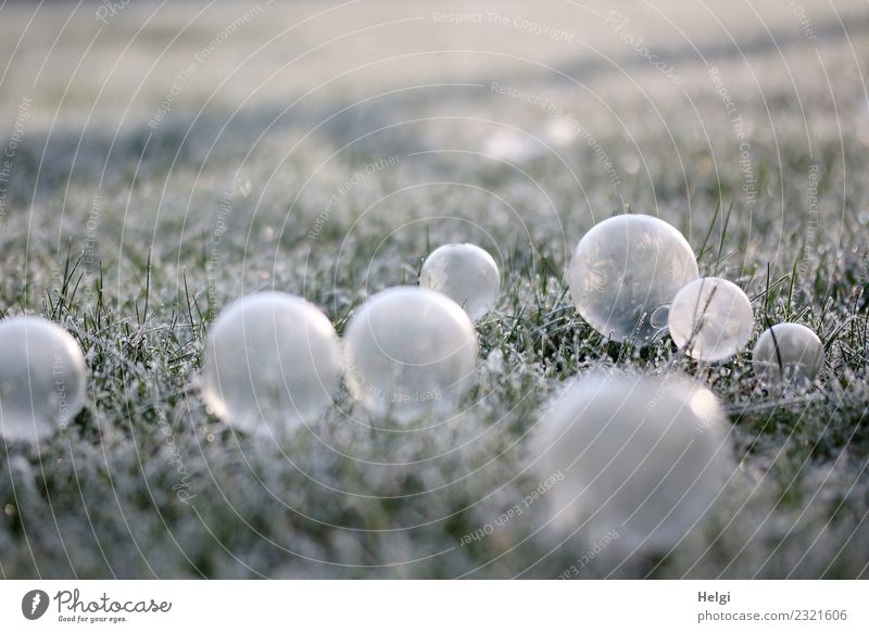 Eisblasen Umwelt Natur Pflanze Winter Schönes Wetter Frost Gras Garten Seifenblase frieren leuchten liegen außergewöhnlich kalt grau grün weiß einzigartig