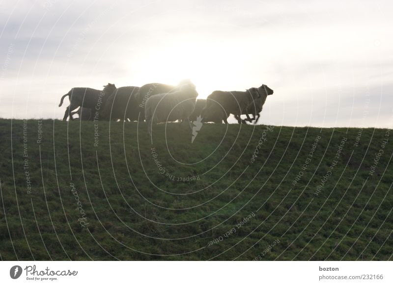 Fliehende Schafe Nutztier Schafherde Tiergruppe beobachten Erholung leuchten norddeutsch Farbfoto Außenaufnahme Abend Sonnenlicht Sonnenstrahlen Totale Profil
