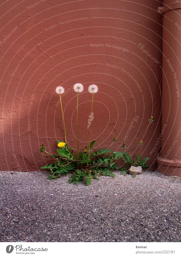 3 Grazien Umwelt Natur Pflanze Frühling Schönes Wetter Blume Grünpflanze Wildpflanze Unkraut Löwenzahn Haus Mauer Wand Asphalt Blühend Wachstum stark